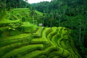 67de721a9834260c076e97be_Tegallalang Rice Terraces